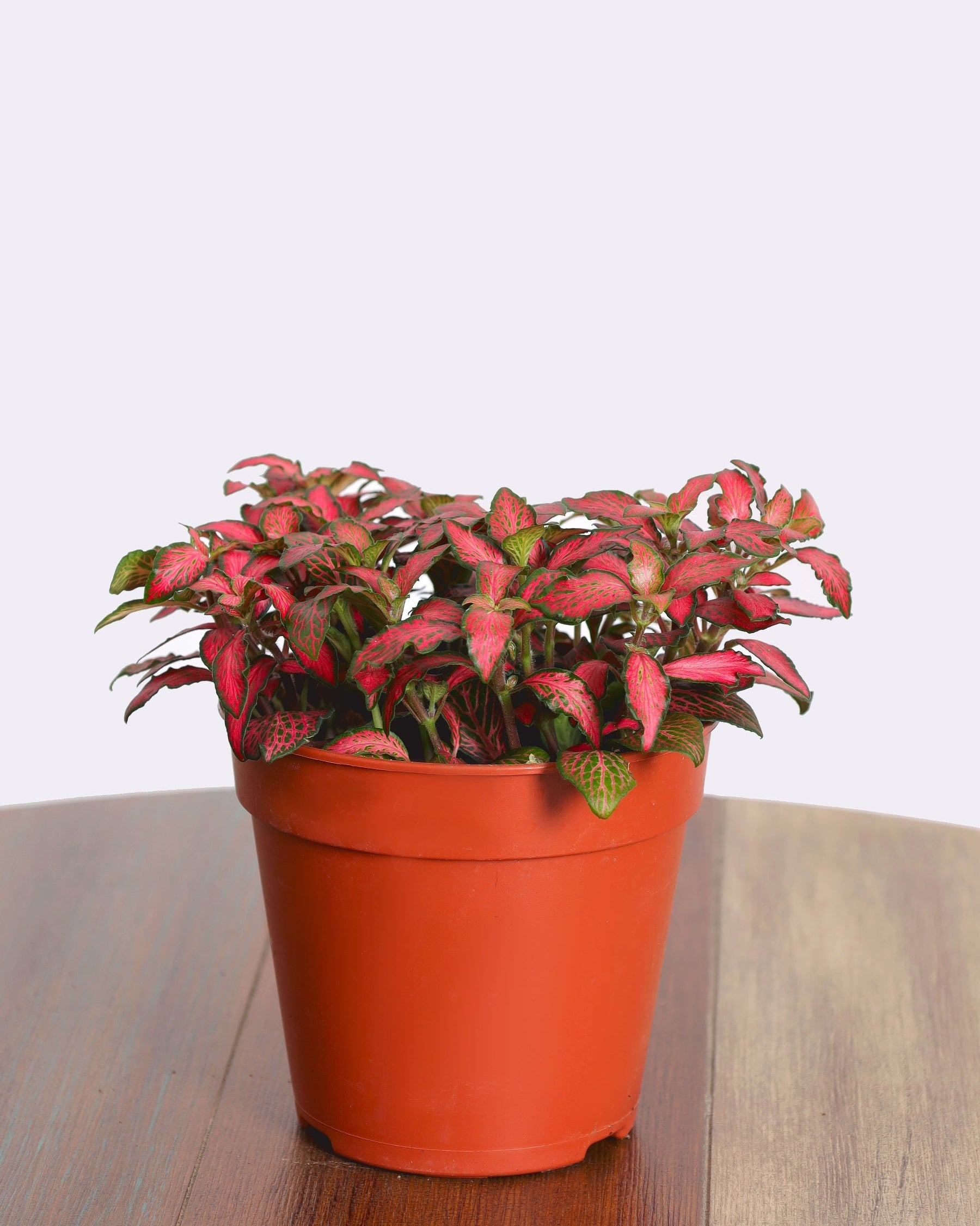 fitônia folhagem colorida