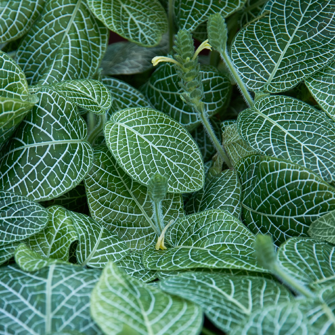 Como montar um terrário seguro para seu pet