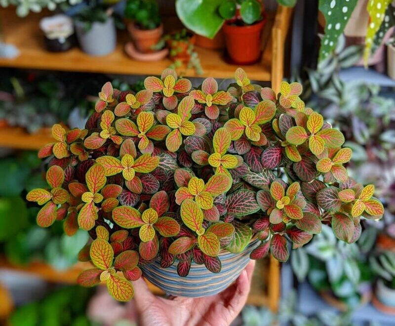 10 plantas pet friendly para sua casa