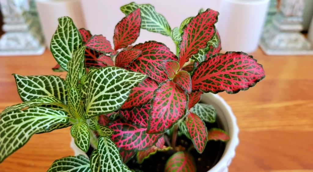 Guia completo de cuidados com a Fitônia