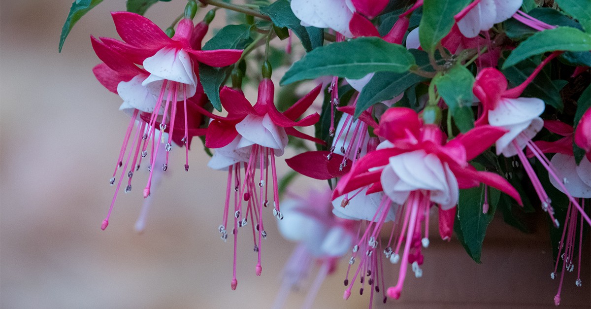 Como Proteger Seu Brinco-de-Princesa no Inverno: Cuidados Essenciais