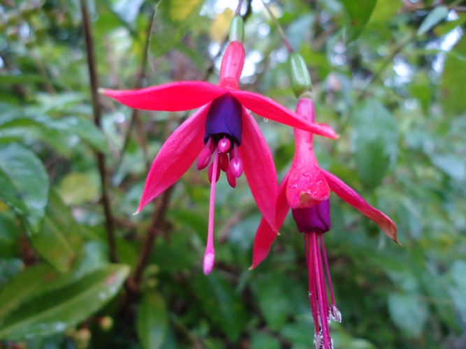 Atraindo Beija-Flores: Plantas que Complementam o Brinco-de-Princesa