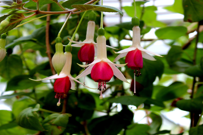 flor brinco de princesa