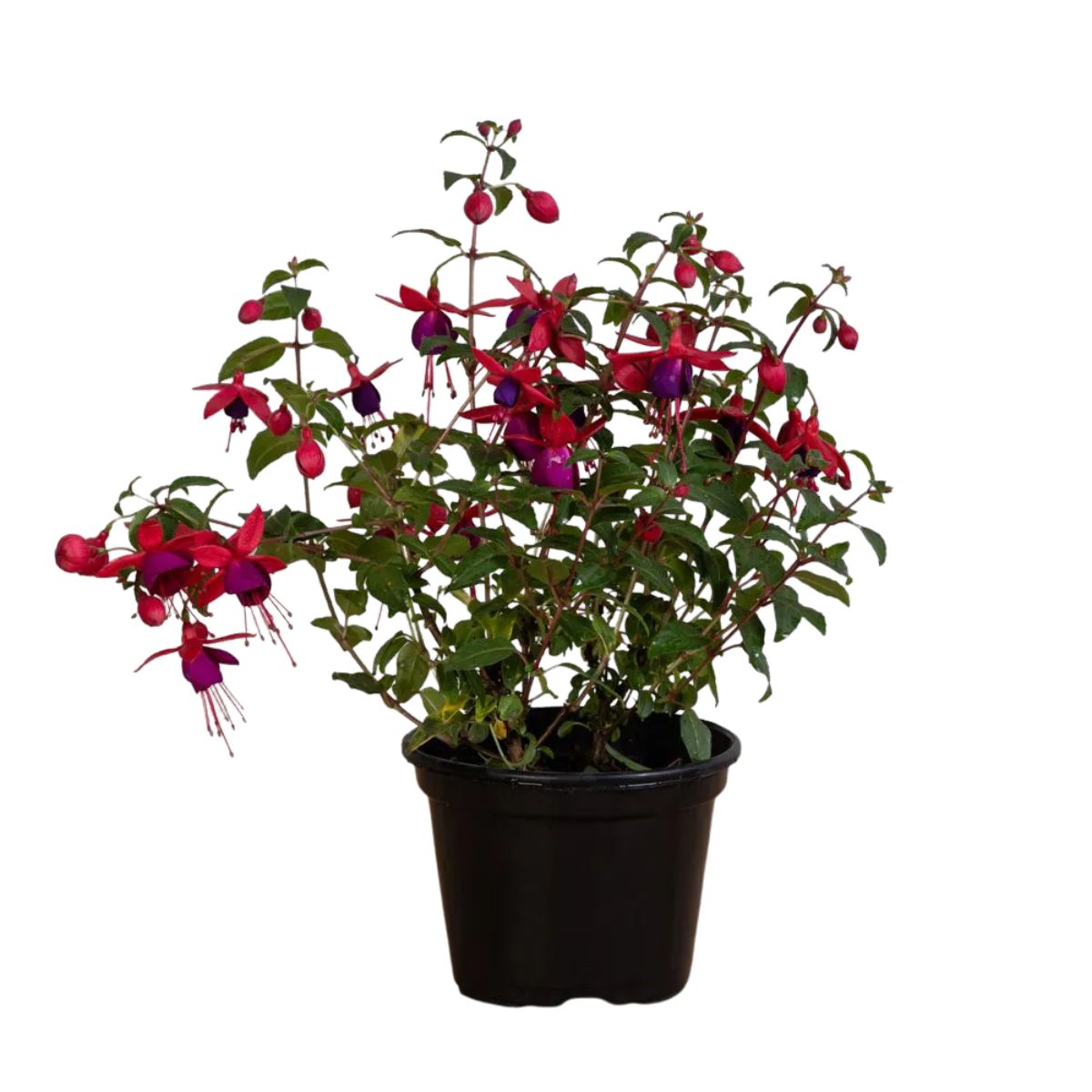 Guia Completo: Como Fazer Mudas de Brinco-de-Princesa por Estaquia