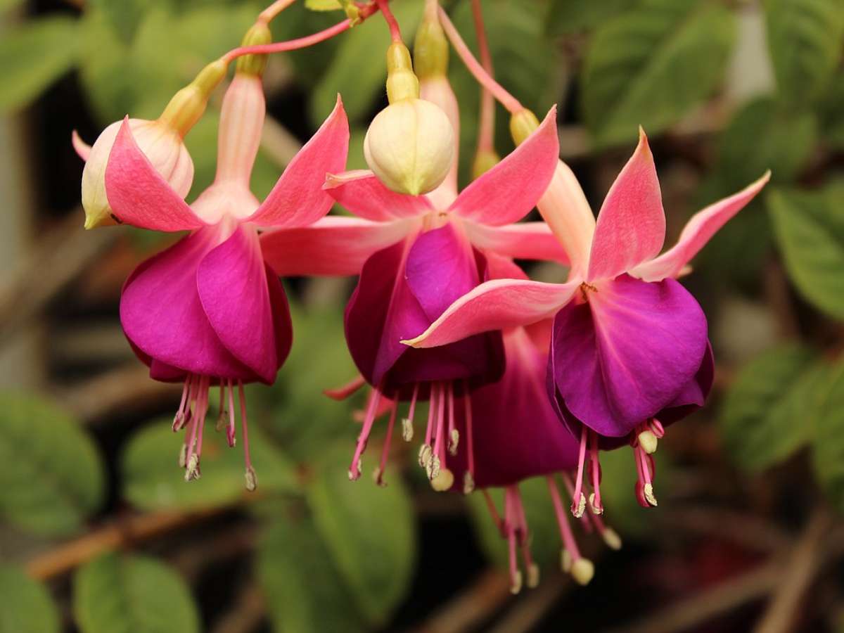 Brinco-de-Princesa em Vasos: Dicas para uma Floração Abundante o Ano Todo