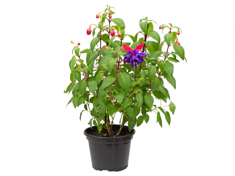 As Melhores Variedades de Brinco-de-Princesa para o Seu Jardim