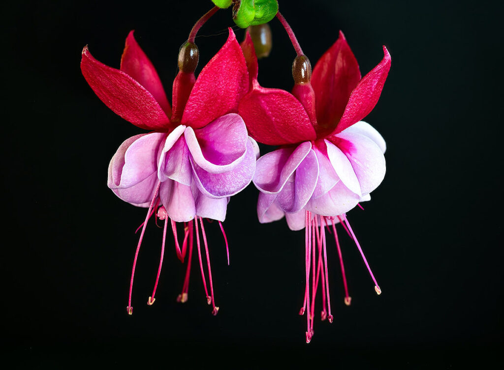 Atraindo Beija-Flores: Plantas que Complementam o Brinco-de-Princesa