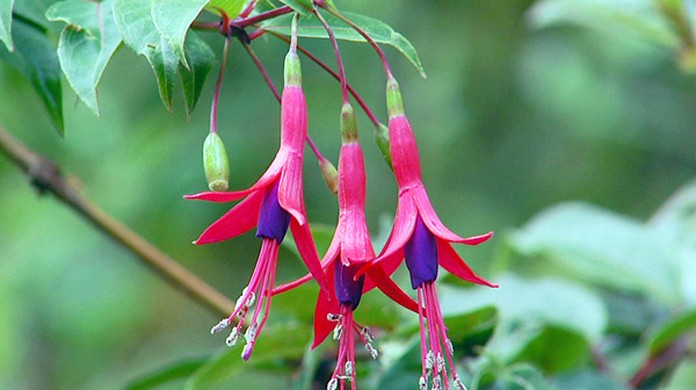 flor brinco de princesa