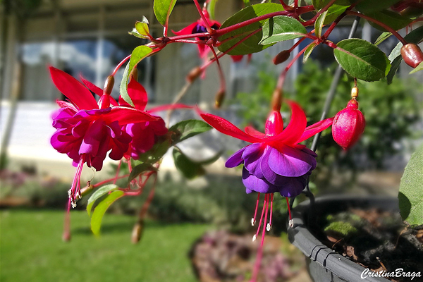 Guia Completo: Como Fazer Mudas de Brinco-de-Princesa por Estaquia