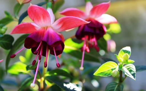 Brinco-de-Princesa em Vasos: Dicas para uma Floração Abundante o Ano Todo