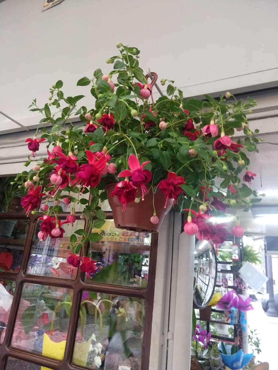 Como Proteger Seu Brinco-de-Princesa no Inverno: Cuidados Essenciais