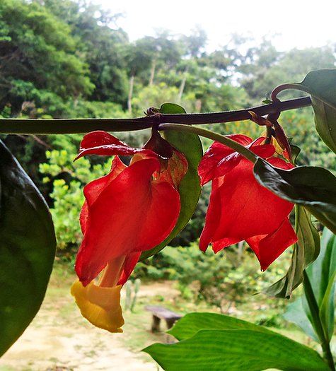 Atraindo Beija-Flores: Plantas que Complementam o Brinco-de-Princesa