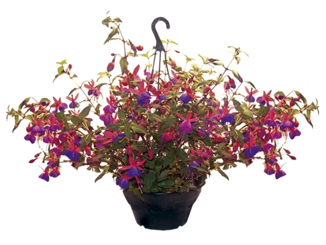 Como Proteger Seu Brinco-de-Princesa no Inverno: Cuidados Essenciais