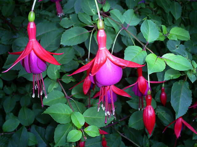 flor brinco de princesa