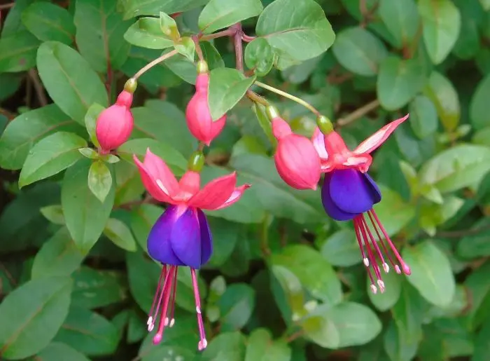 As Melhores Variedades de Brinco-de-Princesa para o Seu Jardim