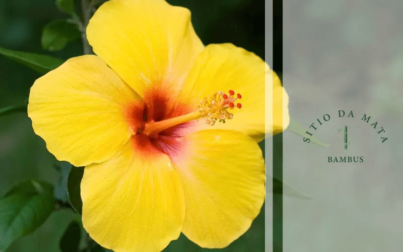 plantas amarelas para meia sombra