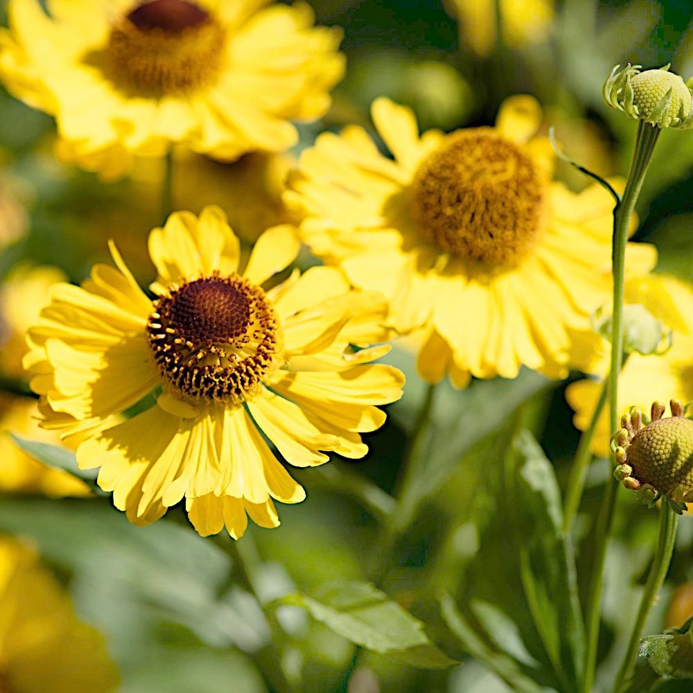 plantas amarelas para meia sombra