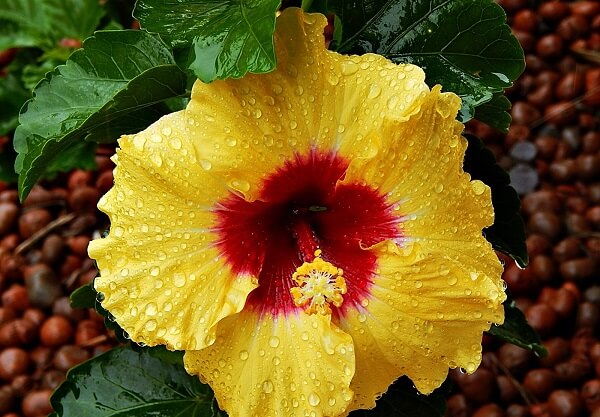 flores amarelas para jardim