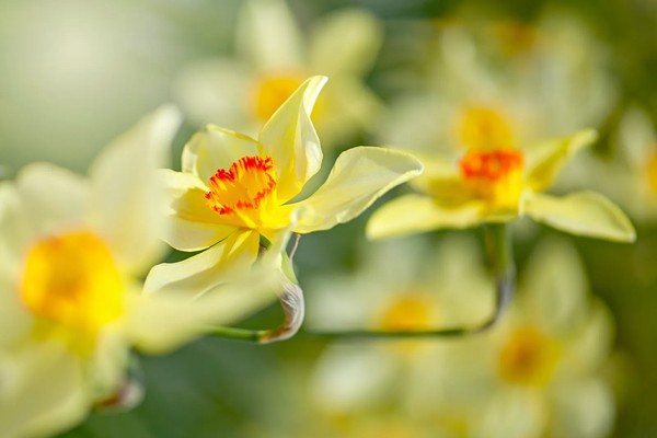 plantas amarelas para meia sombra