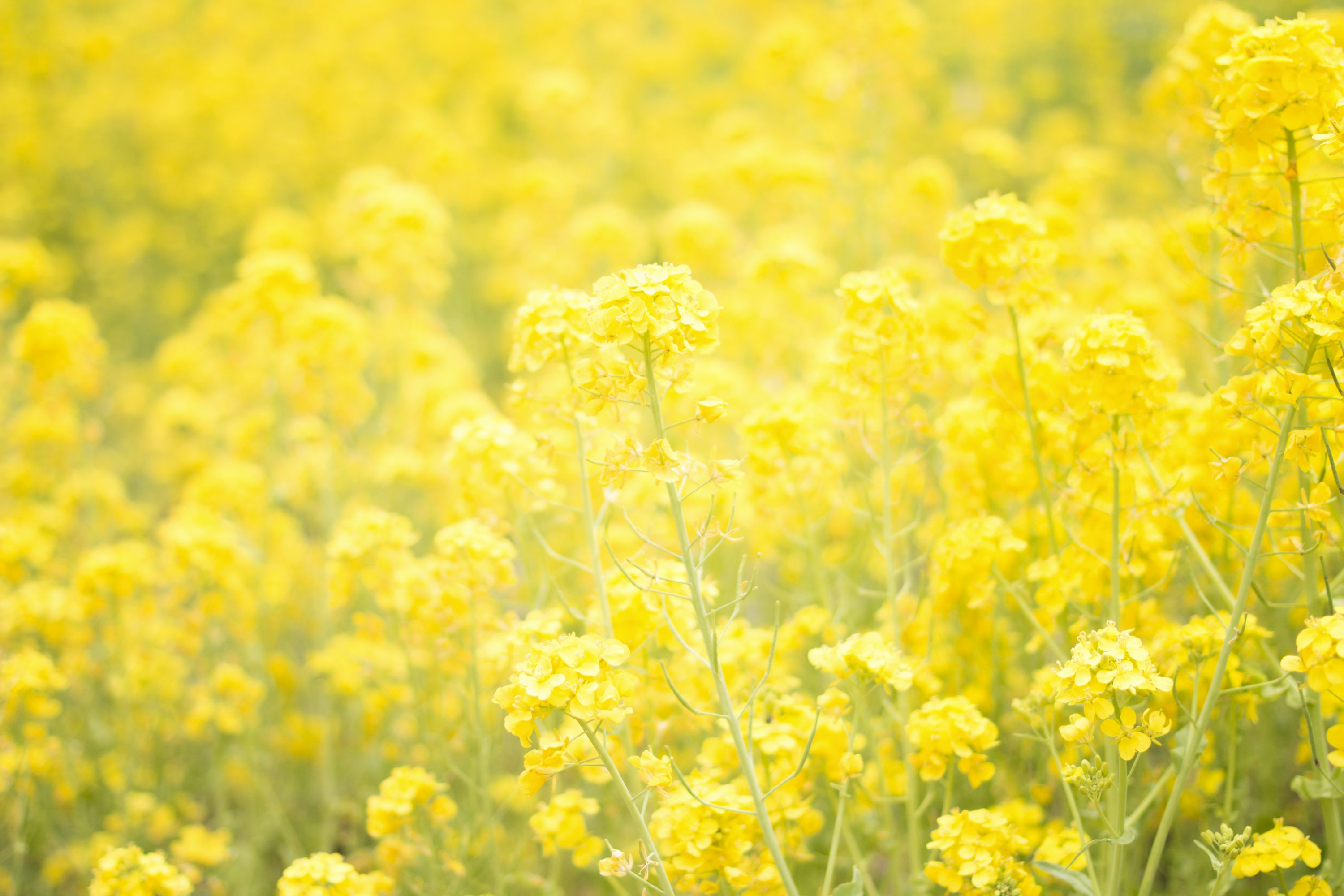 flores amarelas para jardim de sol pleno