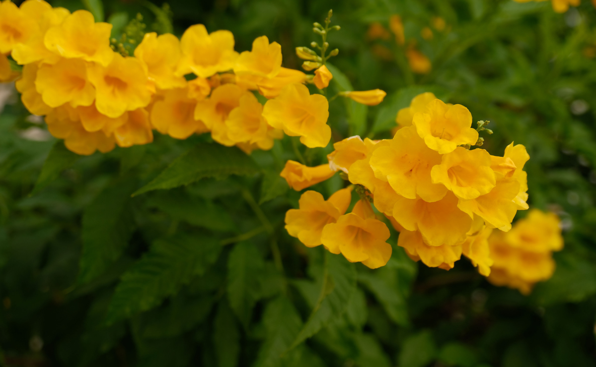 flores amarelas para jardim