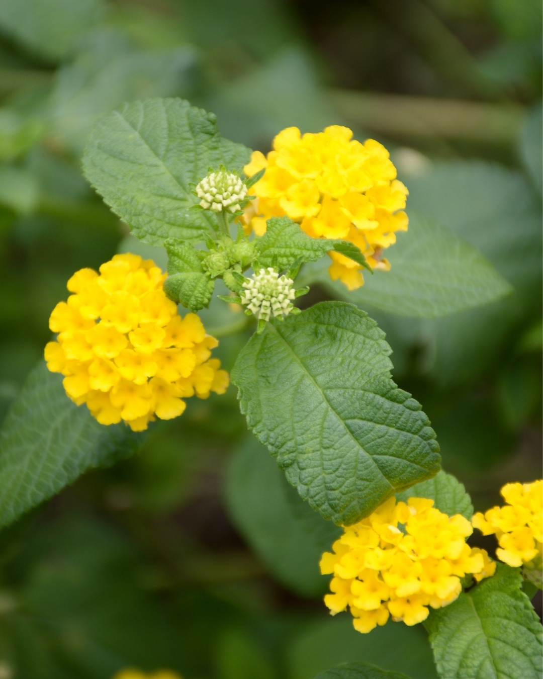 flores amarelas para jardim de sol pleno