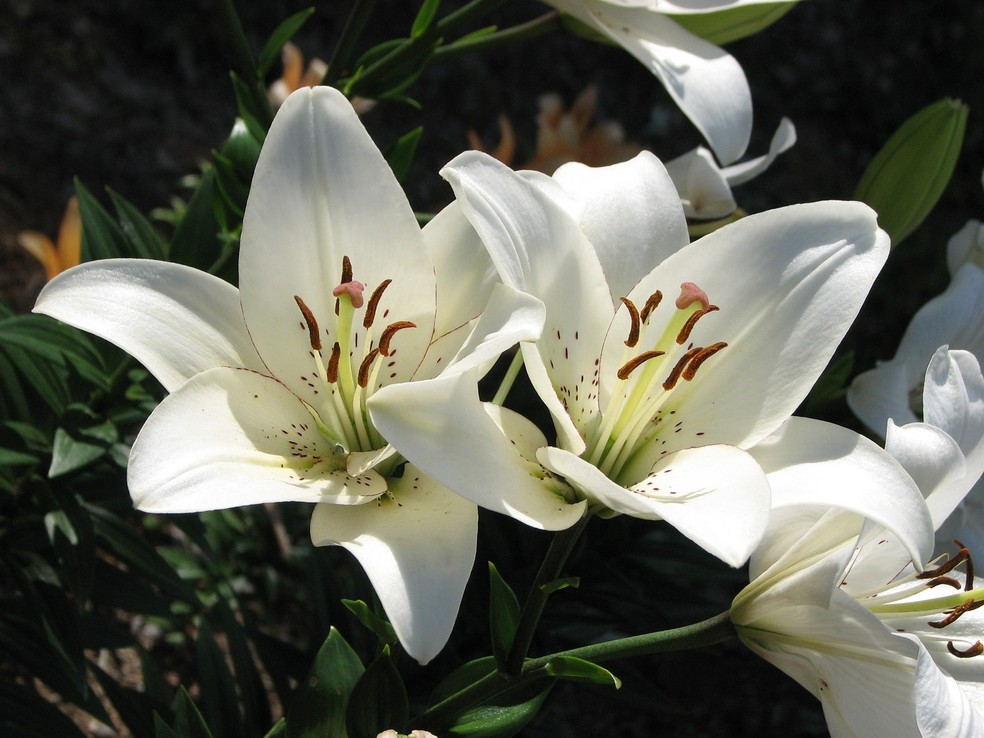 Como cultivar Lírio da Paz em vasos