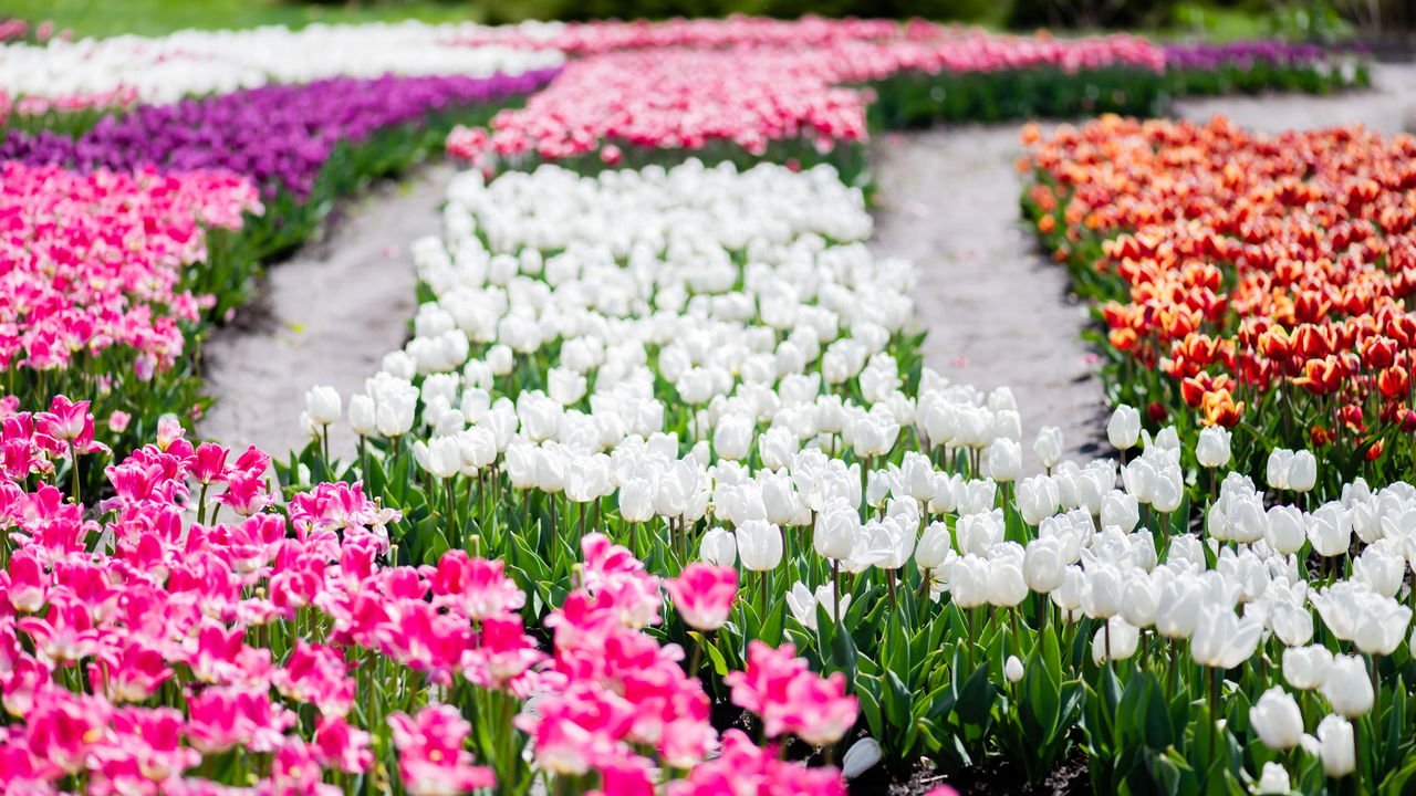 Dicas para manter a Hortênsia Branca saudável