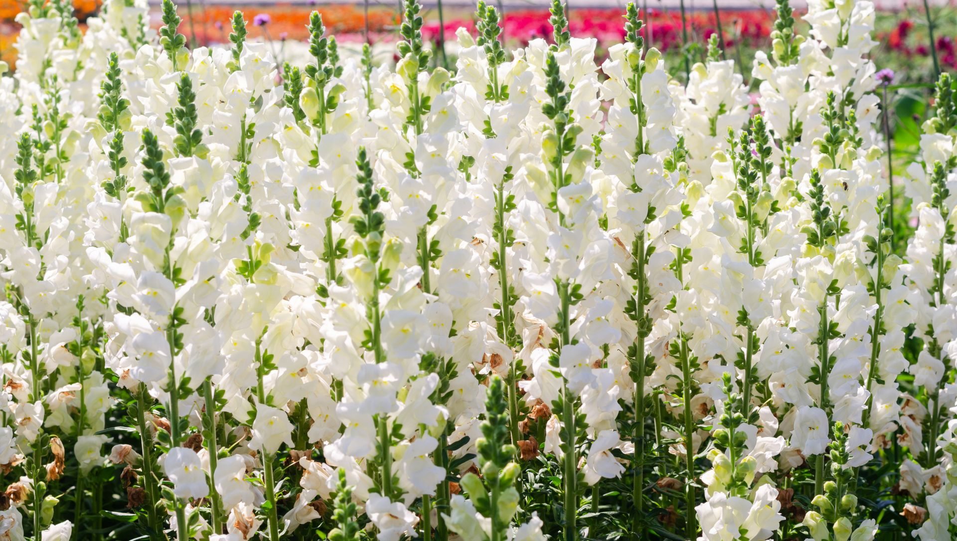 Guia completo de Roseiras Brancas