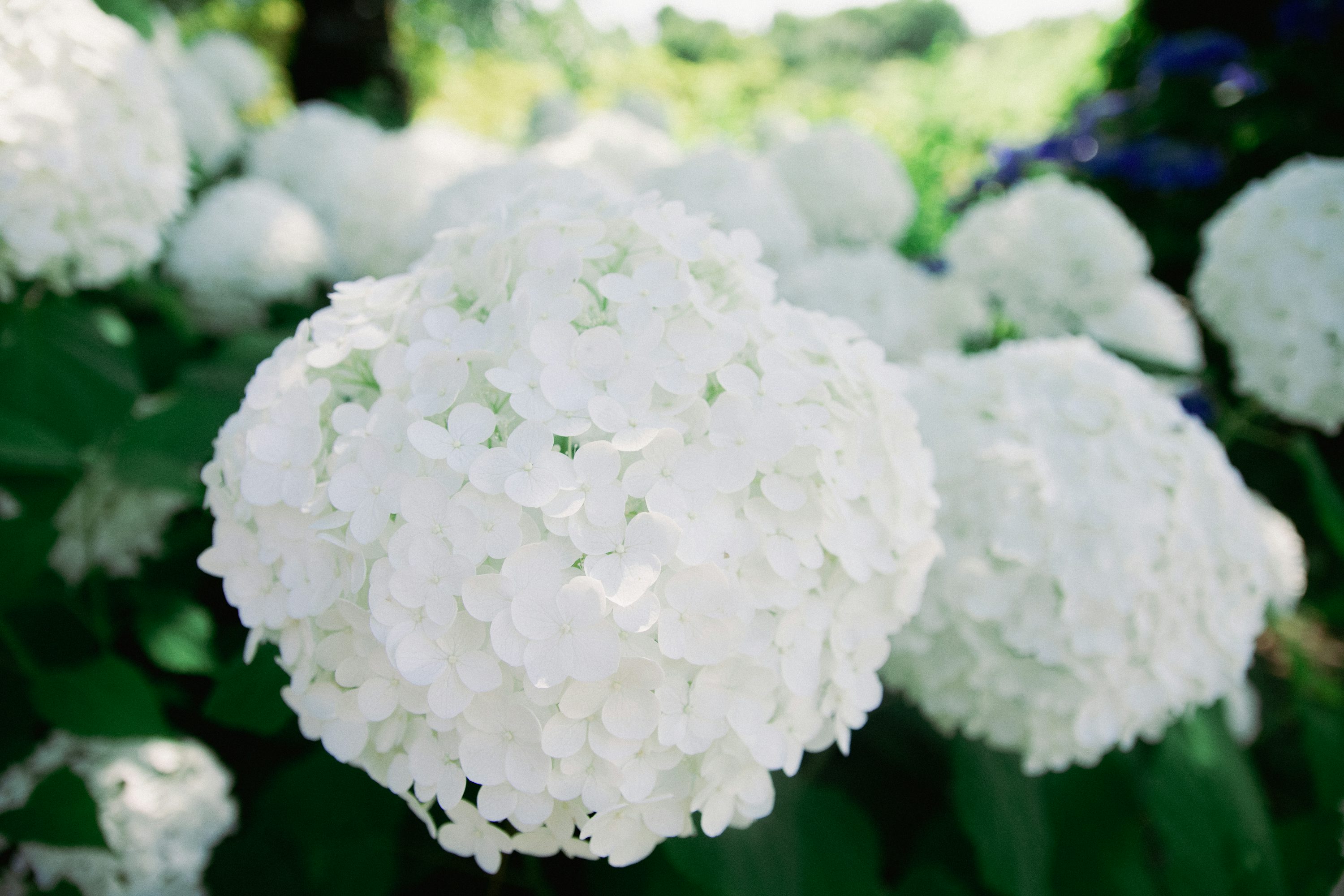 Flores brancas que perfumam o ambiente à noite