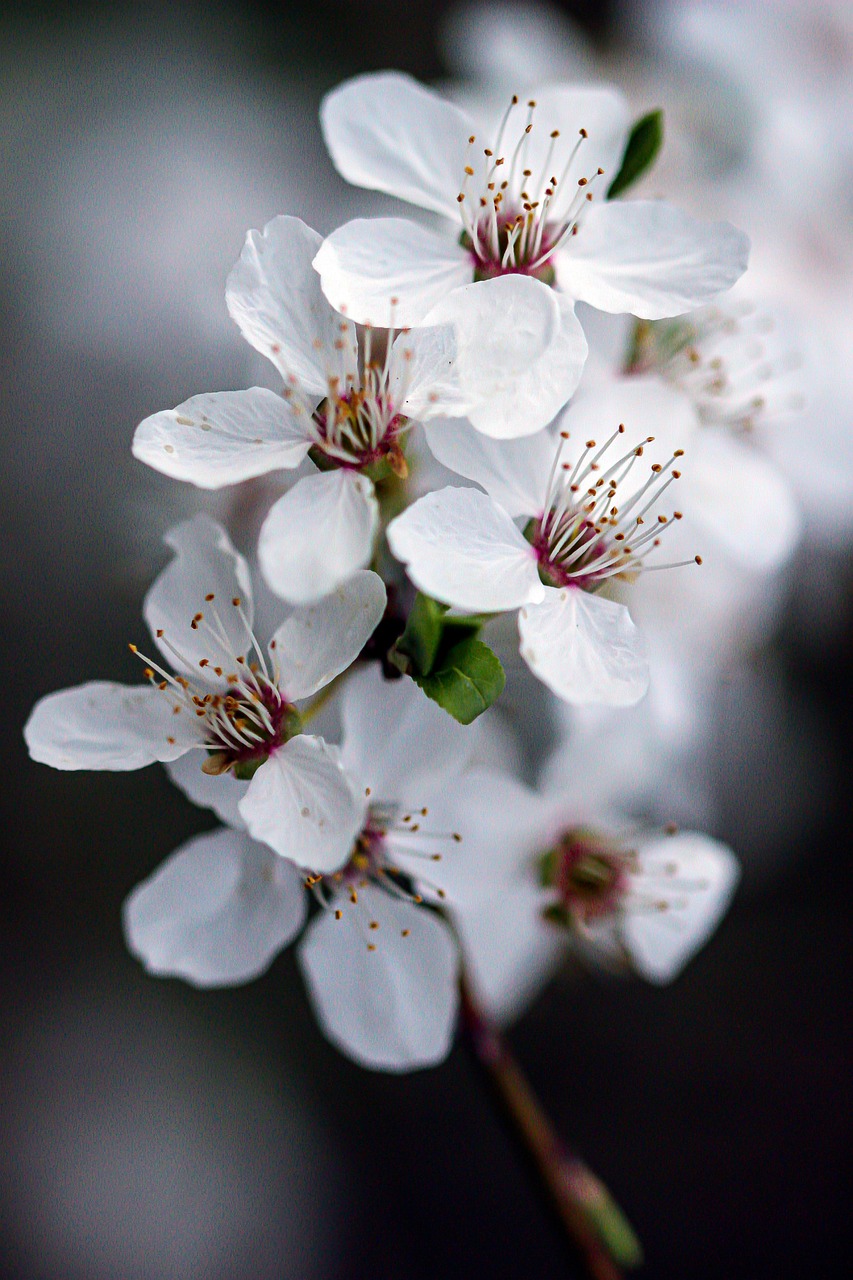 flores brancas para jardim