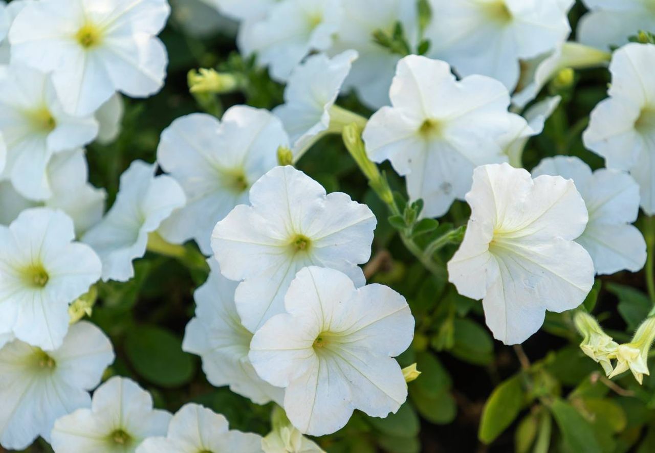 As melhores trepadeiras brancas para pergolados