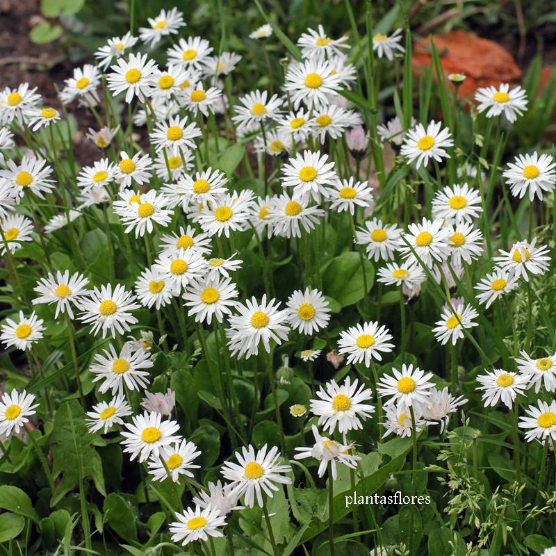 Guia completo de Roseiras Brancas