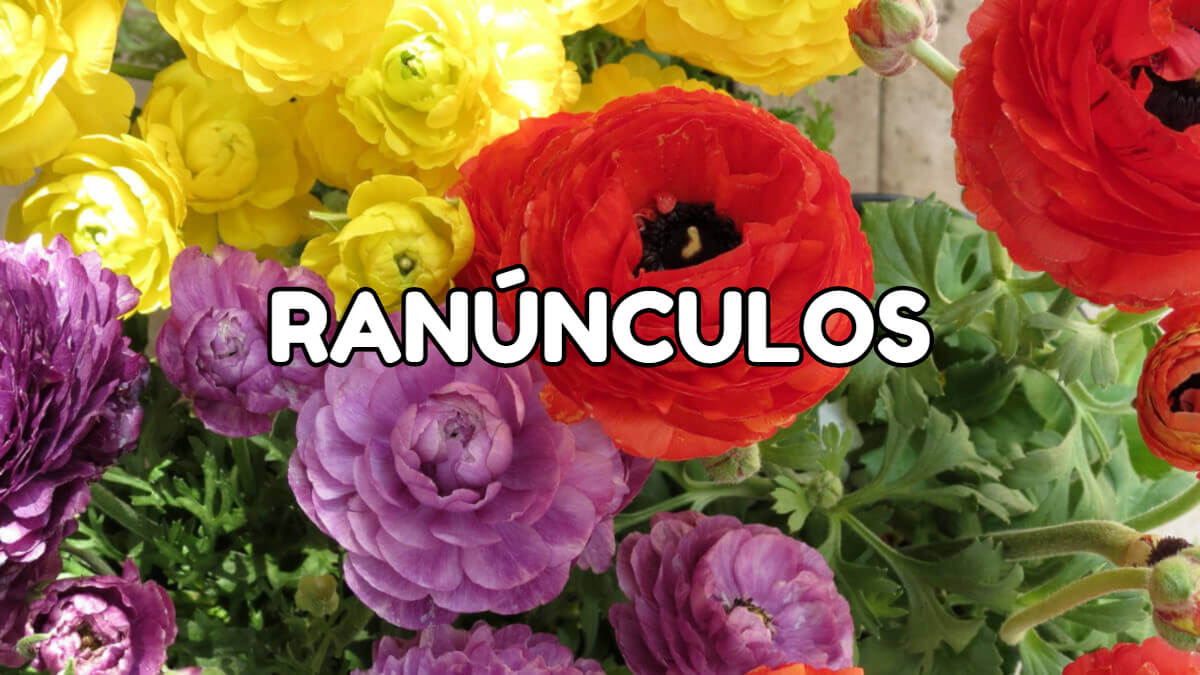 flores para plantar em setembro