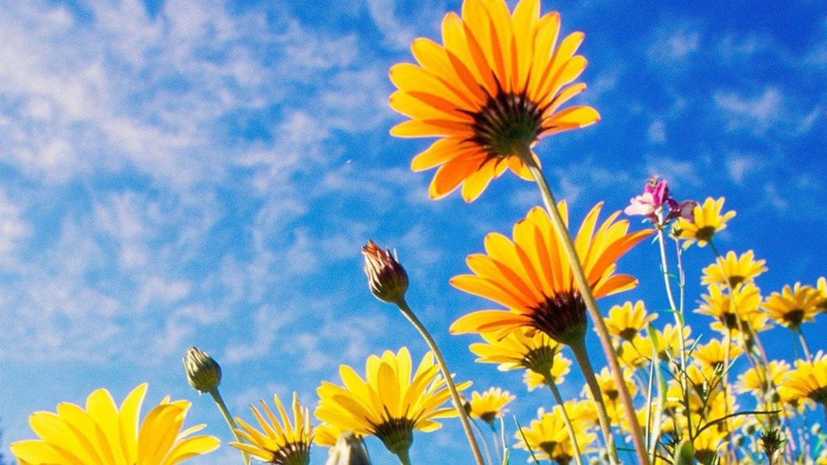 flores ideais para vasos na primavera