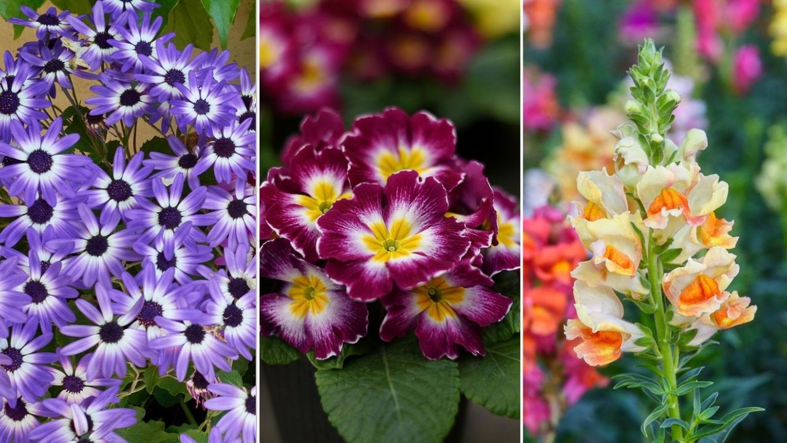 como cultivar lírios na primavera