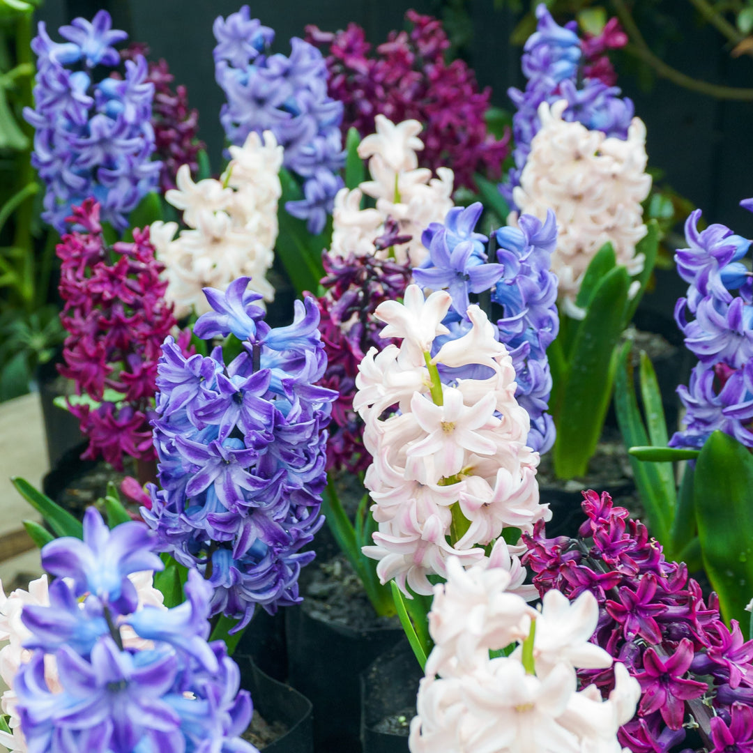 flores para a primavera