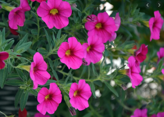 como cultivar lírios na primavera