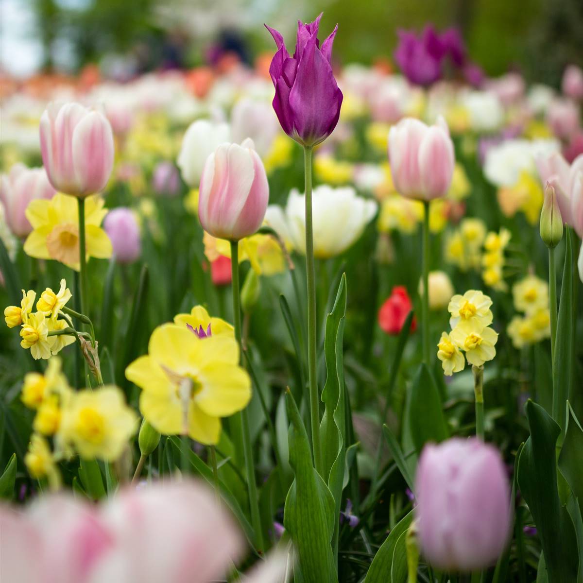 guia de plantas para jardins ensolarados