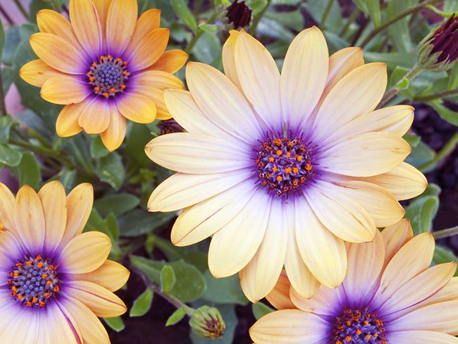 dicas de adubação para floração