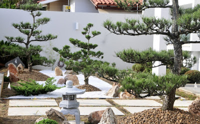 Manejo do pH do solo para otimizar o crescimento de flores sob Pinus