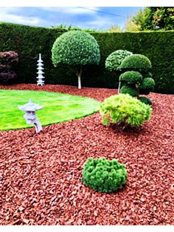 flores para jardim com pinus