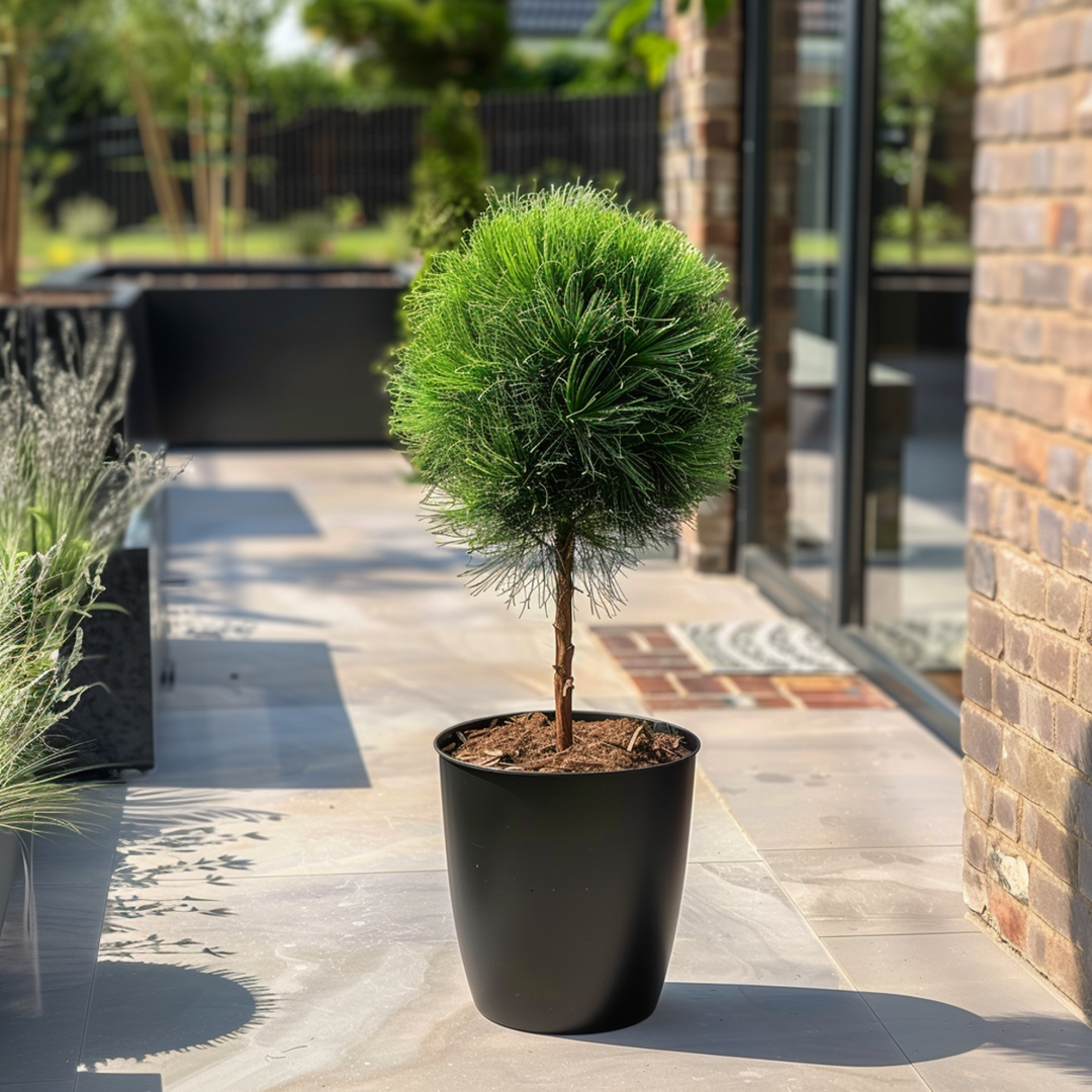 flores para jardim com pinus