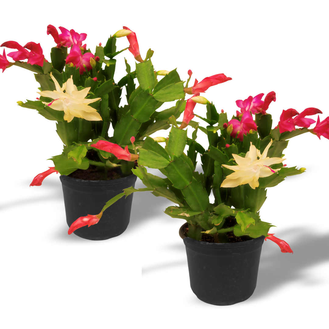 Guia Completo: Usando Casca de Pinus na Jardinagem