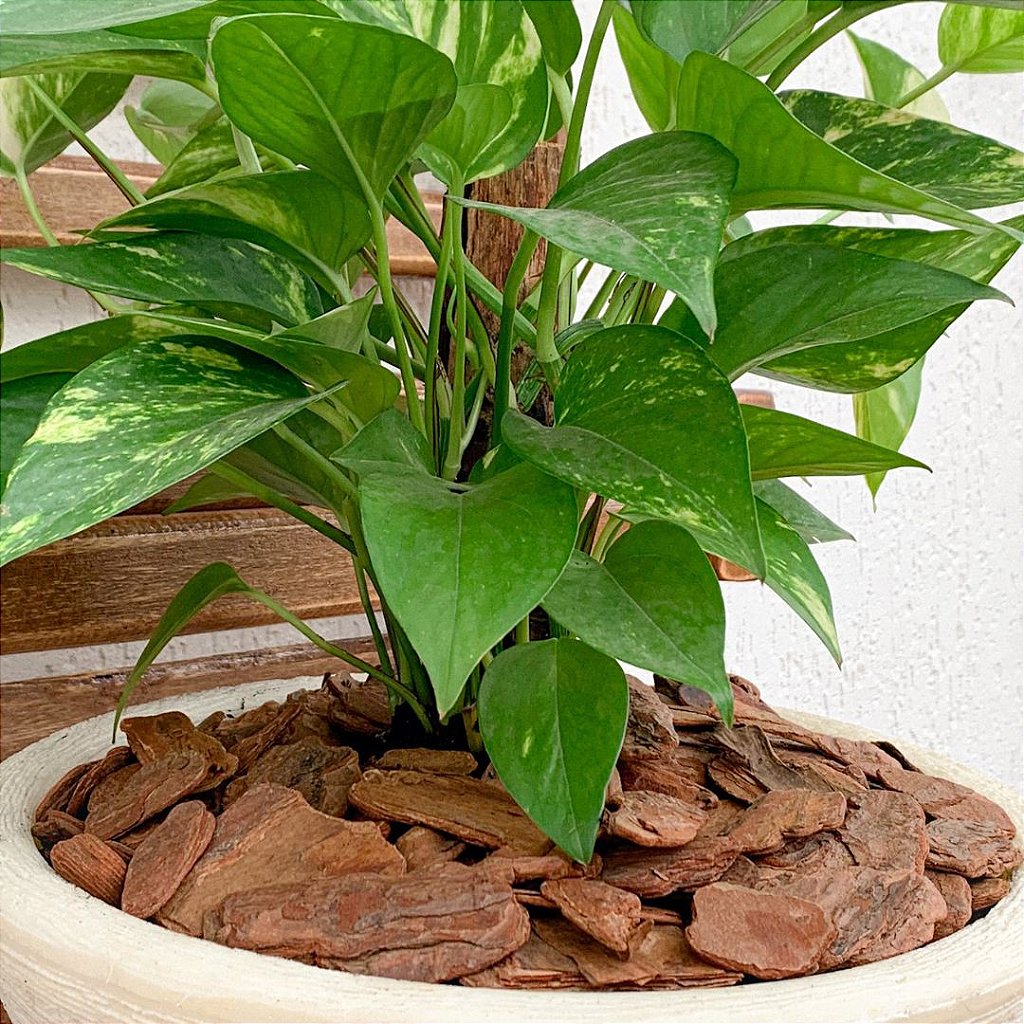 Como Medir e Ajustar o pH do Solo para Suas Plantas Ácidas