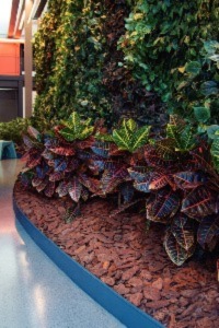 Plantas que Amam a Sombra: Opções Além dos Pinheiros