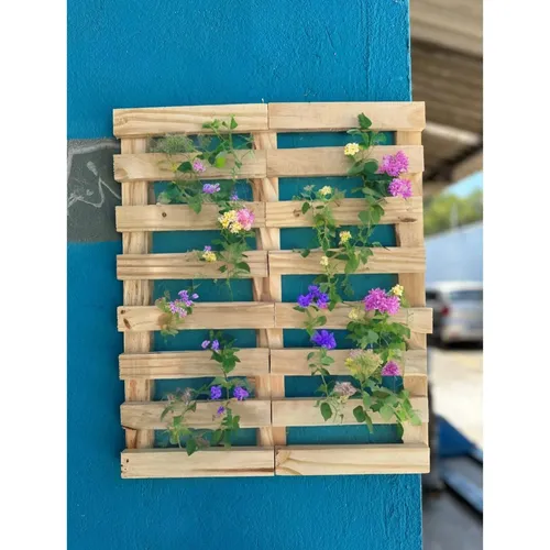 Plantas que Amam a Sombra: Opções Além dos Pinheiros