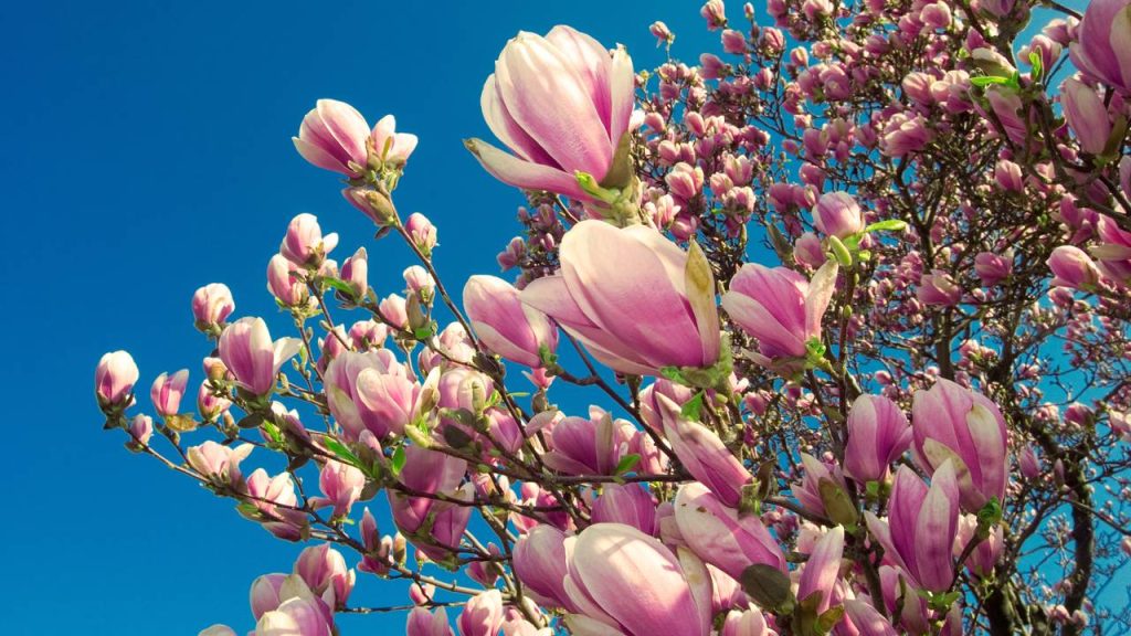 Guia completo de cuidados para Hortênsias e Azaleias sob Pinus