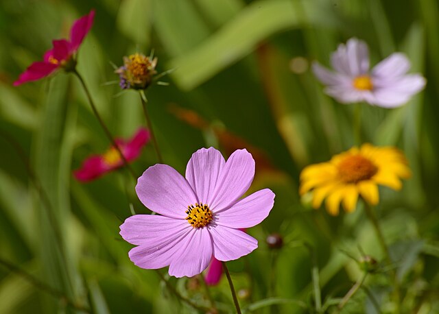 flores para jardim com pinus