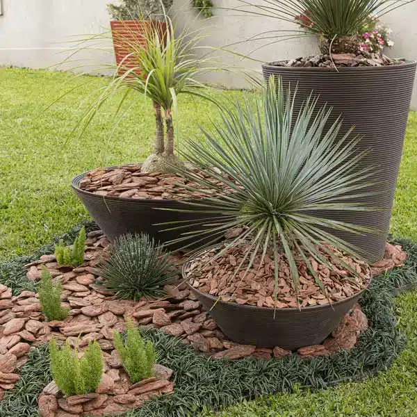 flores para jardim com pinus